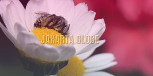 Benarkah Lebah yang Kelelahan Akan Tertidur di Kelopak Bunga?